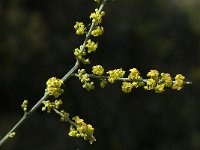 Osyris alba 7, Saxifraga-Willem van Kruijsbergen