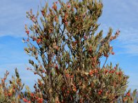 Osyris lanceolata 10, Saxifraga-Ed Stikvoort : Sierra Helada