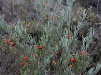 Osyris lanceolata 12, Saxifraga-Ed Stikvoort : Sierra Helada