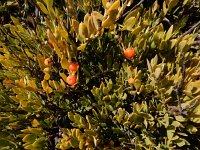 Osyris lanceolata 2, Saxifraga-Ed Stikvoort