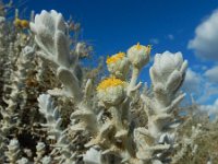 Otanthus maritimus 11, Saxifraga-Ed Stikvoort