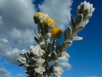 Otanthus maritimus 9, Saxifraga-Ed Stikvoort