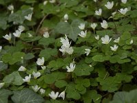 Oxalis acetosella 17, Witte klaverzuring, Saxifraga-Willem van Kruijsbergen