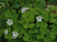 Oxalis acetosella 2, Witte klaverzuring, Saxifraga-Marijke Verhagen