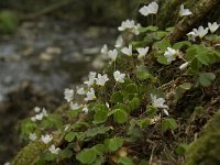 Oxalis acetosella 20, Witte klaverzuring, Saxifraga-Willem van Kruijsbergen