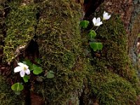 Oxalis acetosella 23, Witte klaverzuring, Saxifraga-Hans Dekker