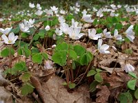 Oxalis acetosella 25, Witte klaverzuring, Saxifraga-Hans Dekker