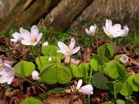 Oxalis acetosella 26, Witte klaverzuring, Saxifraga-Hans Dekker