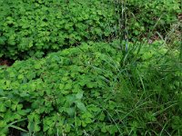 Oxalis acetosella 29, Witte klaverzuring, Saxifraga-Hans Boll