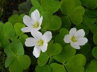 Oxalis acetosella 31, Witte klaverzuring, Saxifraga-Rutger Barendse