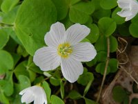 Oxalis acetosella 32, Witte klaverzuring, Saxifraga-Rutger Barendse