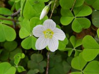 Oxalis acetosella 35, Witte klaverzuring, Saxifraga-Rutger Barendse