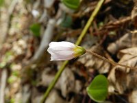 Oxalis acetosella 37, Witte klaverzuring, Saxifraga-Rutger Barendse