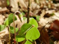 Oxalis acetosella 38, Witte klaverzuring, Saxifraga-Rutger Barendse