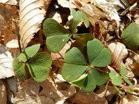 Oxalis acetosella 39, Witte klaverzuring, Saxifraga-Rutger Barendse