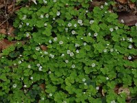 Oxalis acetosella 4, Witte klaverzuring, Saxifraga-Marijke Verhagen