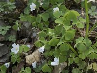 Oxalis acetosella 41, Witte klaverzuring, Saxifraga-Willem van Kruijsbergen