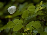 Oxalis acetosella 5, Witte klaverzuring, Saxifraga-Willem van Kruijsbergen