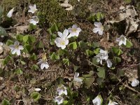 Oxalis acetosella 51, Witte klaverzuring, Saxifraga-Willem van Kruijsbergen