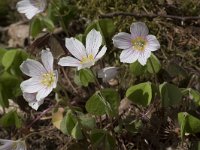 Oxalis acetosella 52, Witte klaverzuring, Saxifraga-Willem van Kruijsbergen