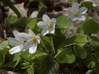 Oxalis acetosella 53, Witte klaverzuring, Saxifraga-Willem van Kruijsbergen