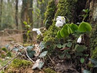 Oxalis acetosella 56, Witte klaverzuring, Saxifraga-Hans Dekker