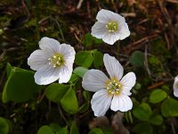 Oxalis acetosella 59, Witte klaverzuring, Saxifraga-Ed Stikvoort