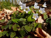 Oxalis acetosella 60, Witte klaverzuring, Saxifraga-Ed Stikvoort