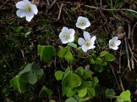 Oxalis acetosella 61, Witte klaverzuring, Saxifraga-Ed Stikvoort