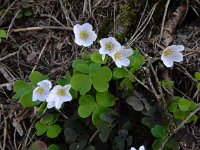 Oxalis acetosella 63, Witte klaverzuring, Saxifraga-Ed Stikvoort