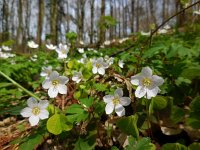 Oxalis acetosella 67, Witte klaverzuring, Saxifraga-Ed Stikvoort