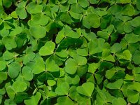 Oxalis acetosella 68, Witte klaverzuring, Saxifraga-Ed Stikvoort