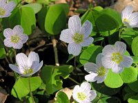 Oxalis acetosella 7, Witte klaverzuring, Saxifraga-Hans Dekker