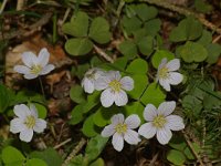 Oxalis acetosella 8, Witte klaverzuring, Saxifraga-Kees Marijnissen