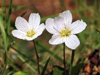 Oxalis acetosella 9, Witte klaverzuring, Saxifraga-Hans Dekker