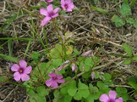 Oxalis articulata 10, Knolklaverzuring, Saxifraga-Ed Stikvoort