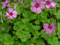 Oxalis articulata 11, Knolklaverzuring, Saxifraga-Ed Stikvoort