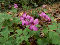 Oxalis articulata 14, Knolklaverzuring, Saxifraga-Ed Stikvoort