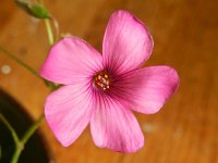 Oxalis articulata 2, Knolklaverzuring, Saxifraga-Rutger Barendse