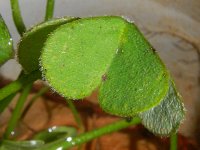 Oxalis articulata 3, Knolklaverzuring, Saxifraga-Rutger Barendse