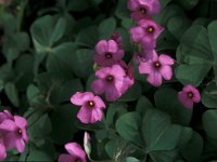 Oxalis articulata 6, Knolklaverzuring, Saxifraga-Jan van der Straaten