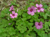 Oxalis articulata 8, Knolklaverzuring, Saxifraga-Ed Stikvoort