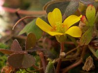 Oxalis corniculata 10, Gehoornde klaverzuring, Saxifraga-Ab H Baas