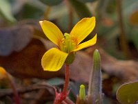 Oxalis corniculata 11, Gehoornde klaverzuring, Saxifraga-Ab H Baas