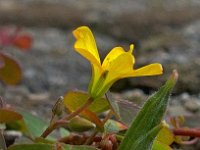 Oxalis corniculata 13, Gehoornde klaverzuring, Saxifraga-Ab H Baas