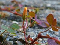 Oxalis corniculata 14, Gehoornde klaverzuring, Saxifraga-Ab H Baas