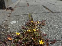 Oxalis corniculata 15, Gehoornde klaverzuring, Saxifraga-Ed Stikvoort