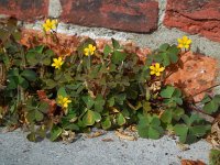 Oxalis corniculata 16, Gehoornde klaverzuring, Saxifraga-Ed Stikvoort