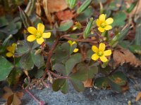 Oxalis corniculata 17, Gehoornde klaverzuring, Saxifraga-Ed Stikvoort