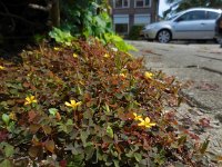 Oxalis corniculata 18, Gehoornde klaverzuring, Saxifraga-Ed Stikvoort